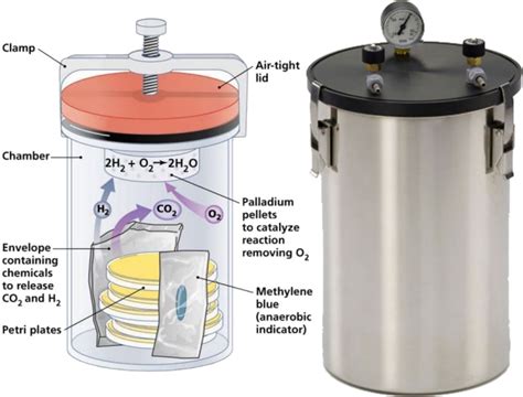 Anaerobic jar .